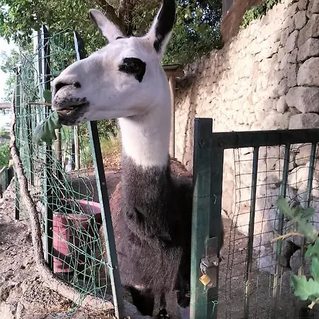 Little Ranch * Ischia