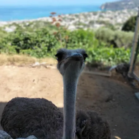 Little Ranch * Ischia