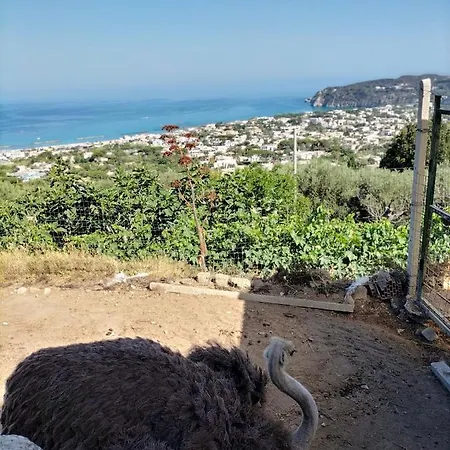 Little Ranch Domek alpejski Ischia